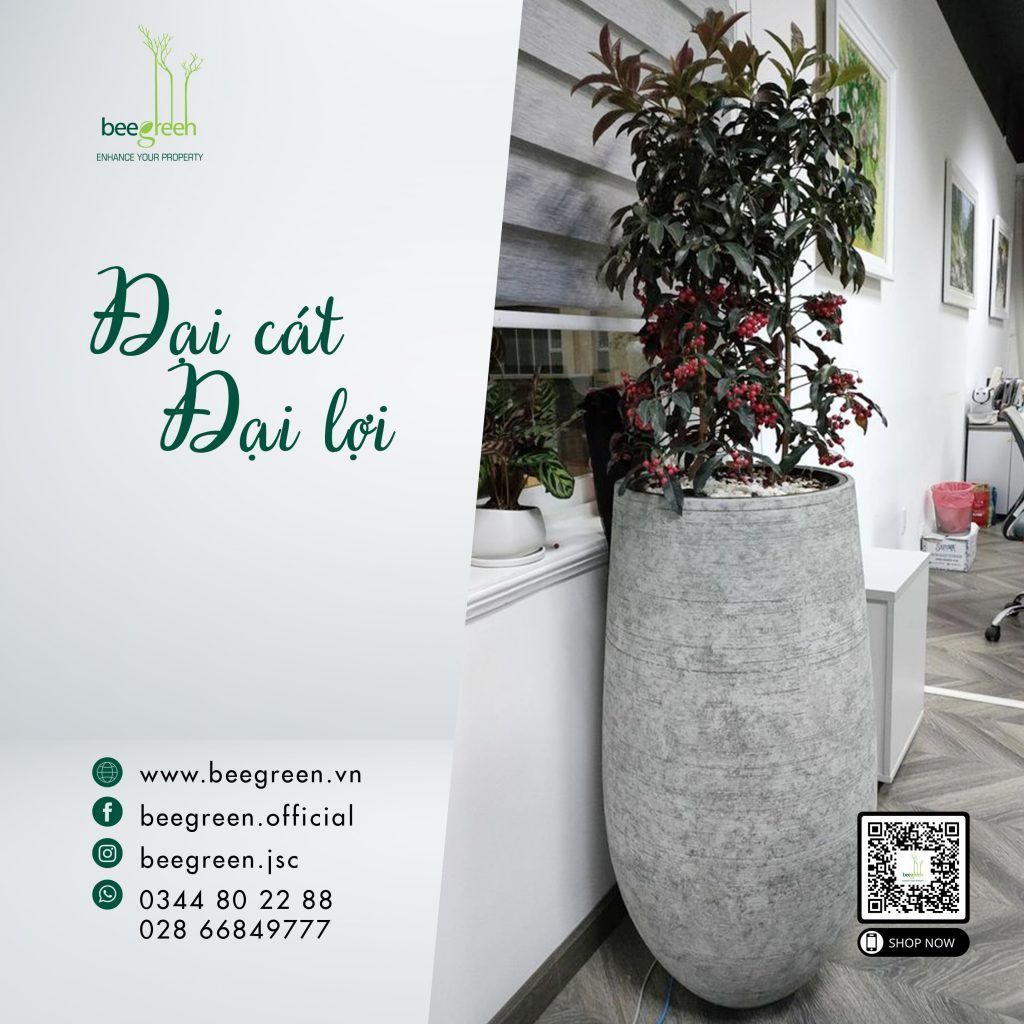 cây cảnh văn phòng hợp phong thủy : cây kim ngân