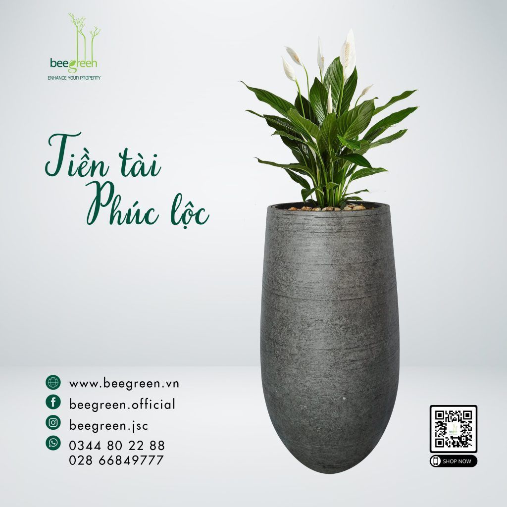 cây cảnh văn phòng hợp mệnh thủy : cây lan ý