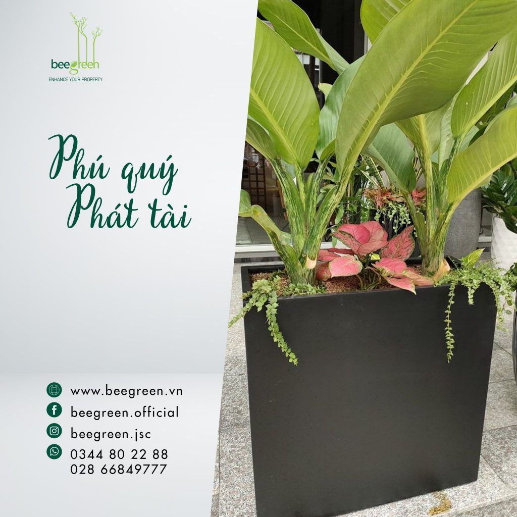 cây cảnh văn phòng hợp phong thủy : cây đại phú gia