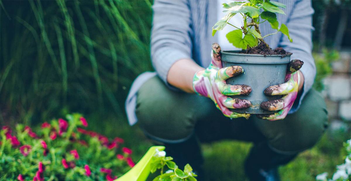 7 lợi ích tuyệt vời của việc trồng cây trong nhà