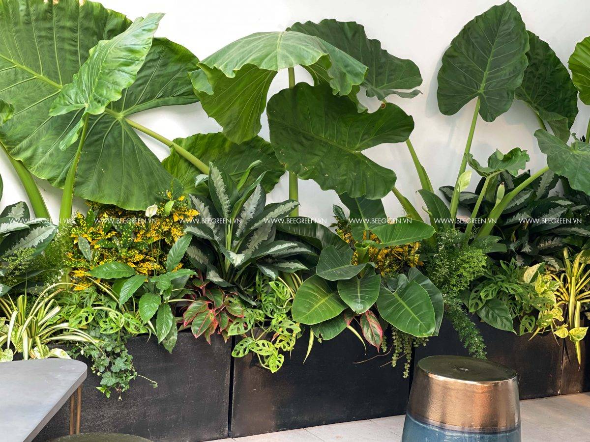 thiết kế không gian xanh : phối hợp nhiều loại cây theo bậc