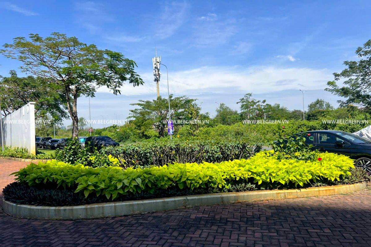 Khám phá quy trình làm việc đầy tâm huyết của đội ngũ Beegreen. Từ chăm sóc tỉ mỉ đến sáng tạo không ngừng, cùng xem cách chúng tôi kiến tạo không gian xanh mỗi ngày